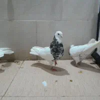 کبوتر طوقی+دم چتری کاکل پرپا|پرنده|یزد, |دیوار