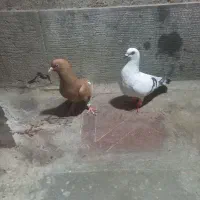کبوتر