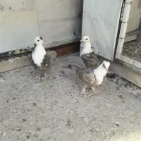 کبوتر رنگه