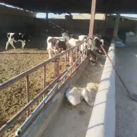 گوساله قطع شیر هلشتاین