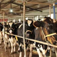 کارگر برای گاوداری