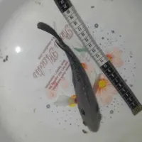 فلاور، و اسکار، ۲۰ سانتی