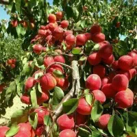 نهال خاص ترین.|حراج|سرایان, |دیوار