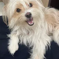 اشپیتز تریر ۲ساله