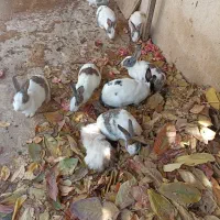 نه عدد خرگوش بالغ و خوکچه هندی