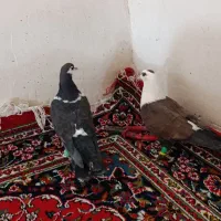 کبوتر مشهدی . لچگی .دوکت .طوقی|پرنده|کرمانشاه, |دیوار