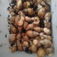 حلزون به صورت یکجا