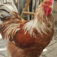 خروس اصیل(برهما)