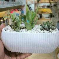 گلدان کاکتوس بزرگ سه گل عمده تک«امید دکور»|گل و گیاه طبیعی|مشهد, شهرک رازی (شهرک غرب)|دیوار