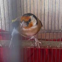 فروش سهره گل بلند جوجه سال|پرنده|شیراز, قلات|دیوار