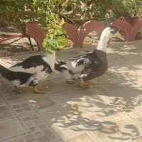 2 عدد اردک زیبا|حیوانات مزرعه|اصفهان, محمودیه|دیوار