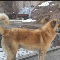 سگ سرابی اصیل
