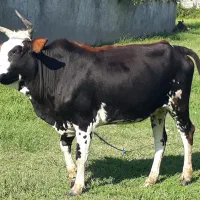گاو چالوسی حامله