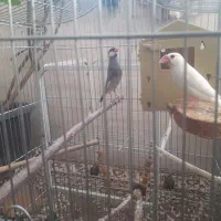 جفت مولد فنچ نرگسی یا جاوا