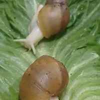 فروش حلزون آلبینو|خزنده|داراب, |دیوار