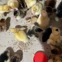 جوجه و اردک محلی