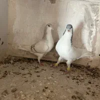 کبوتررنگی|پرنده|اقبالیه, |دیوار