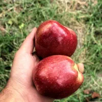 اجاره باغ سیب سرخ یاقوتی