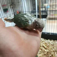 گرینچیک|پرنده|نیشابور, عدالت|دیوار