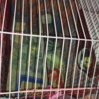 مرغ عشق|پرنده|سبزوار, رباط|دیوار