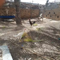 مرغ و خروس لاری یکی مرغا جوجه داره