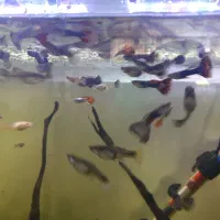 کت فیش و ماهی گوپی|ماهی|شیراز, تحویلی|دیوار