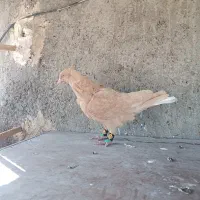 کفتر دم سفید