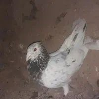 سلام ۳عدد سار هفترنگ