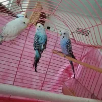 مرغ عشق|پرنده|فردیس, ثابتی|دیوار