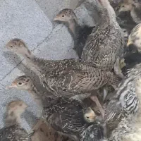 جوجه بوقلمون ۲۰و۳۰روزه