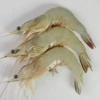 میگو تازه صید هر روز