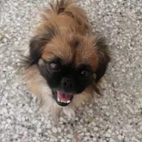 سگ پیکنیز|سگ|شیراز, طلاب|دیوار