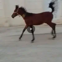 کره اسب
