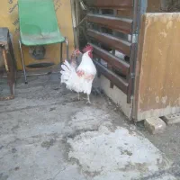 خروس لری اصیل