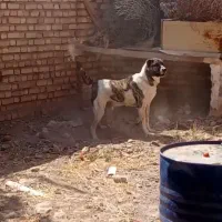 واگذاری سگ نگهبان