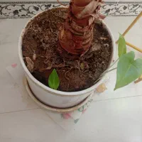 گل باباآدم(فوری)|گل و گیاه طبیعی|صحنه, |دیوار