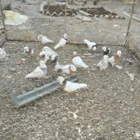 فروشی