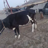 گاو