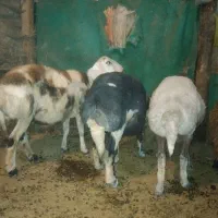 گوسفند۳تا|حیوانات مزرعه|اردبیل, |دیوار