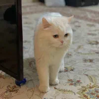 گربه پرشین|گربه|بجنورد, |دیوار