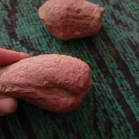 فسیل صدف|کلکسیون و سرگرمی|راور, |دیوار