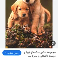 یک قلاده سگ پیدا شده