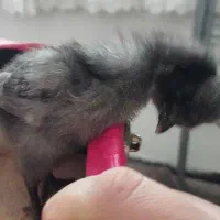 ۲عددجوجه رسمی وغذا