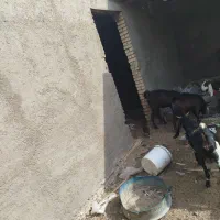 بز ماده|حیوانات مزرعه|بندر ماهشهر, |دیوار