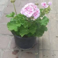 فروش گل های آپارتمانی و بیرونی به عمده و جزعی