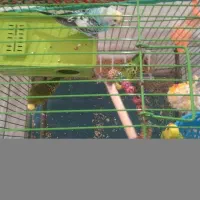 4 مرغ عشق همراه قفس