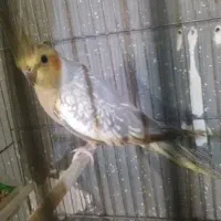 عروس هلندی|پرنده|رشت, پستک|دیوار