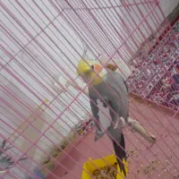 عروس هلندی نروماده مولد تخم گذار|پرنده|گلپایگان, |دیوار