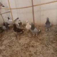 10عددکبوتر جوانه