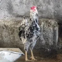 مرغ و خروس گلین|حیوانات مزرعه|جهرم, |دیوار